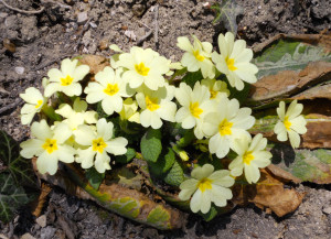 primula-vulgaris-huds-1