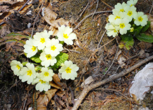 primula-vulgaris-huds-2