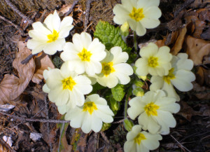 primula-vulgaris-huds-4