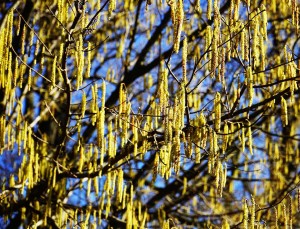 Nocciolo (Corylus avellana), amenti maschili