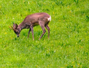 maschio di capriolo