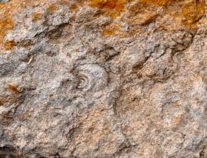 fossili