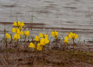 Utricularia: fiori https://www.flickr.com/photos/peupleloup/