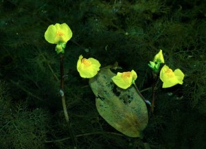 Utricularia: fiori e radici
